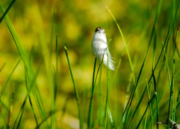 Marsh Vegetation Moss Grass Various Marsh Plants Close View Suitable — Foto de Stock