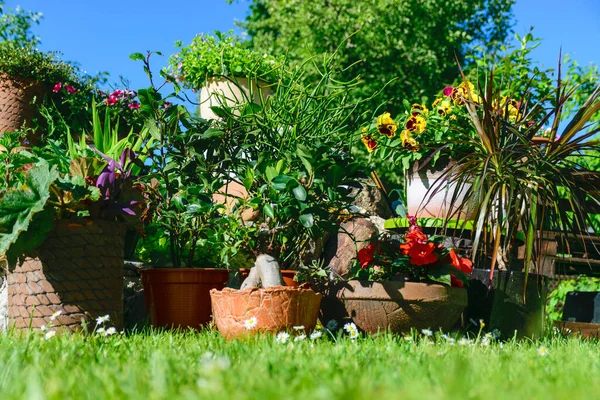 Γραφική Άποψη Του Όμορφου Κήπου Πολύχρωμα Λουλούδια Γλάστρες Χόμπι Σπίτι — Φωτογραφία Αρχείου