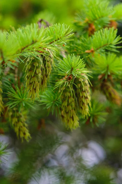 Beautiful Young Cones Fir Branch Bright Green Background — 스톡 사진