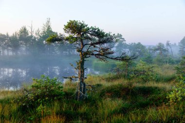 Dramatic artistic sunrise landscape with flooded wetlands, small marsh ponds, moss and bog pines, foggy swamp on a summer morning