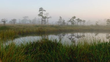 Dramatic artistic sunrise landscape with flooded wetlands, small marsh ponds, moss and bog pines, foggy swamp on a summer morning