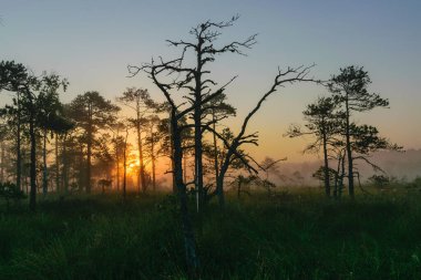 warm sun sunrise in swamp landscape, foggy bog with summer colors, natural swamp vegetation, swamp pines, beautiful view of marsh in the morning