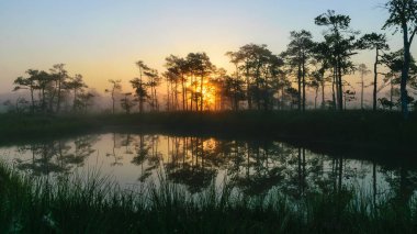 Dramatic artistic sunrise landscape with flooded wetlands, small marsh ponds, moss and bog pines, foggy swamp on a summer morning