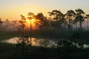 Dramatic artistic sunrise landscape with flooded wetlands, small marsh ponds, moss and bog pines, foggy swamp on a summer morning
