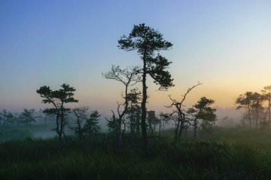 warm sun sunrise in swamp landscape, foggy bog with summer colors, natural swamp vegetation, swamp pines, beautiful view of marsh in the morning