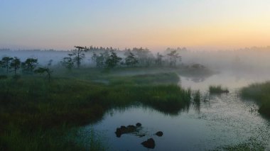 Dramatic artistic sunrise landscape with flooded wetlands, small marsh ponds, moss and bog pines, foggy swamp on a summer morning