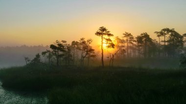 warm sun sunrise in swamp landscape, foggy bog with summer colors, natural swamp vegetation, swamp pines, beautiful view of marsh in the morning