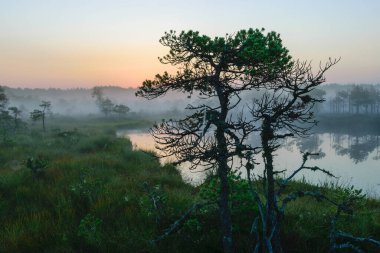 Dramatic artistic sunrise landscape with flooded wetlands, small marsh ponds, moss and bog pines, foggy swamp on a summer morning