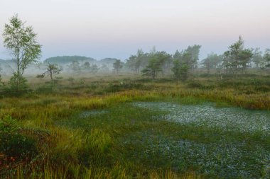 Dramatic artistic sunrise landscape with flooded wetlands, small marsh ponds, moss and bog pines, foggy swamp on a summer morning