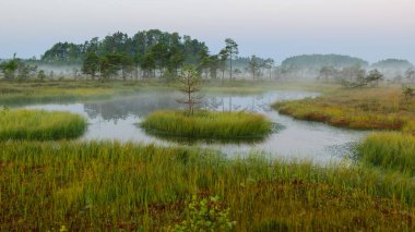 Dramatic artistic sunrise landscape with flooded wetlands, small marsh ponds, moss and bog pines, foggy swamp on a summer morning