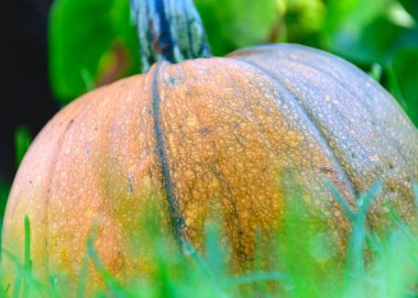 Sarı balkabağı yeşil çimlerde, sonbahar hasat zamanı, sonbahar doğası