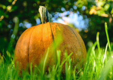 Sarı balkabağı yeşil çimlerde, sonbahar hasat zamanı, sonbahar doğası