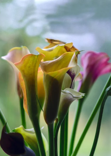 Colorful Zandeshia Flowers Windowsill Vase Fragments Flowers Selective Focus — Stock Photo, Image
