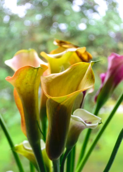 Colorful Zandeshia Flowers Windowsill Vase Fragments Flowers Selective Focus — Stock Photo, Image