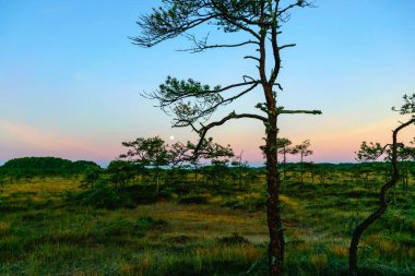 Harika bir gündoğumu resmi, gün doğumunda bir bataklık, gökte batan bir ay, sabah alacakaranlıkta bataklık ağaçlarının karanlık siluetleri.