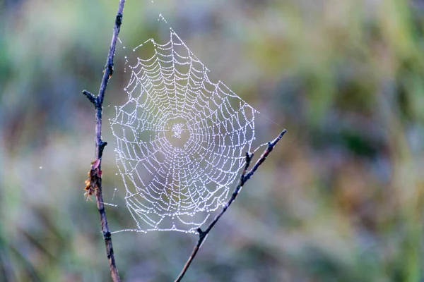 Spinnennetz Schwarze Baumsilhouetten Gegenlicht Sumpf Bei Sonnenaufgang Magischer Morgen Sumpf — Stockfoto