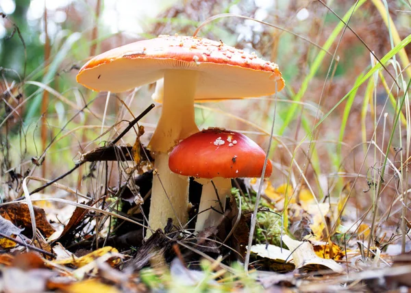 Accattivatori Volo Luminosi Colorati Una Foresta Autunnale Sfondo Vegetazione Forestale — Foto Stock