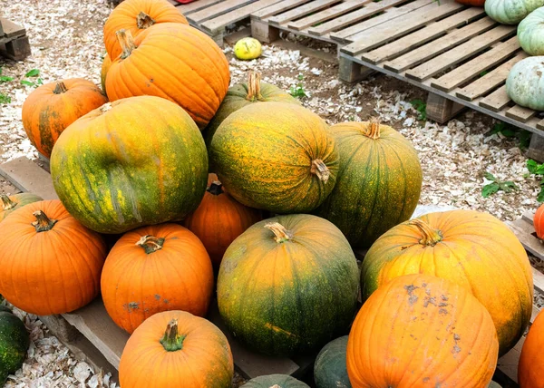 different skins, colors, shapes and sizes of pumpkins, autumn harvest time, preparing for Halloween