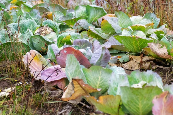 キャベツの緑の頭と秋の収穫時間 — ストック写真