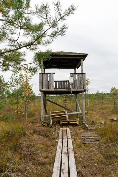 Старая Деревянная Смотровая Башня Краю Болотной Болотной Растительности Осенью — стоковое фото