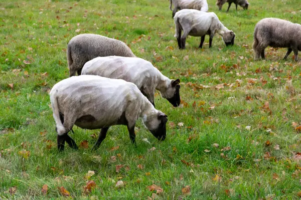 Schafherde Herbstweide Eine Schafherde Weidet Auf Einer Grünen Wiese Herbstzeit — Stockfoto