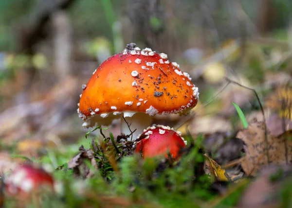 Bella Mosca Agarico Rosso Fungo Amanita Nella Foresta Amanita Muscaria — Foto Stock