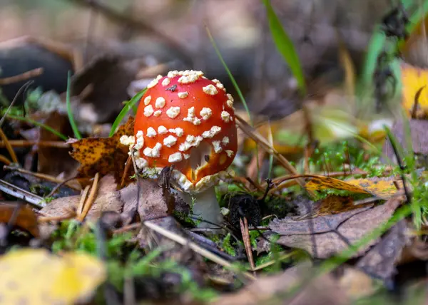 Gyönyörű Légy Agaric Vagy Piros Amanita Gomba Erdőben Amanita Muscaria — Stock Fotó