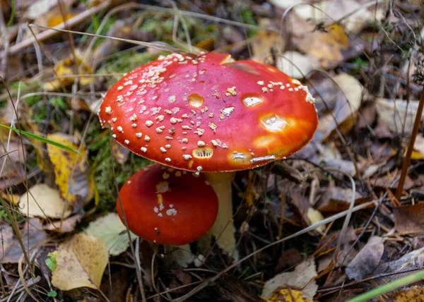 森林里美丽的果蝇或红色的羊绒蘑菇 Amanita Muscaria 通常被称为羊驼 Fly Agaric 或羊驼 Fly Amanita 是一种蘑菇和精神活性的真菌 — 图库照片