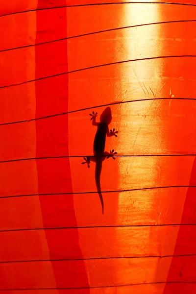 A Gecko (Iguana) silhouetted