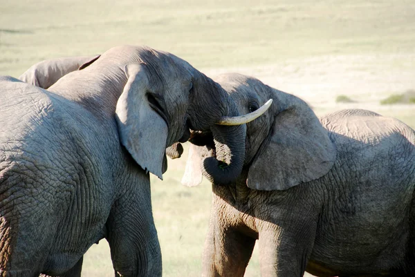Los elefantes jóvenes luchan — Foto de Stock