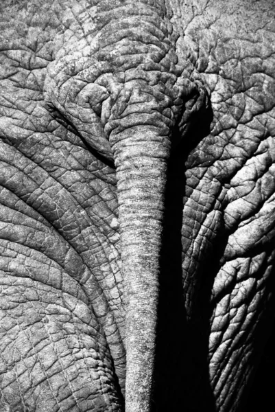 Vagabundo elefante — Foto de Stock