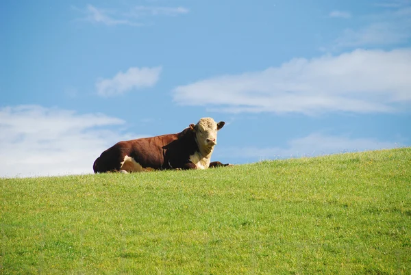 New Zealand Cow grazes — Stock Photo, Image