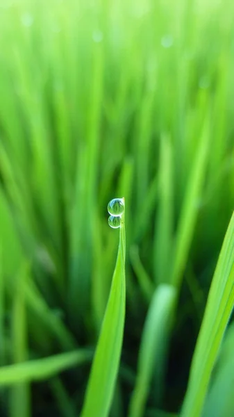 Dauw op een paddy field in ubud, bali — Stockfoto