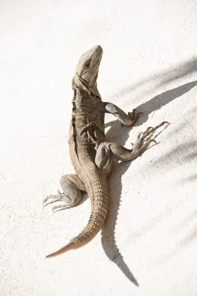 Iguana — Stock Photo, Image