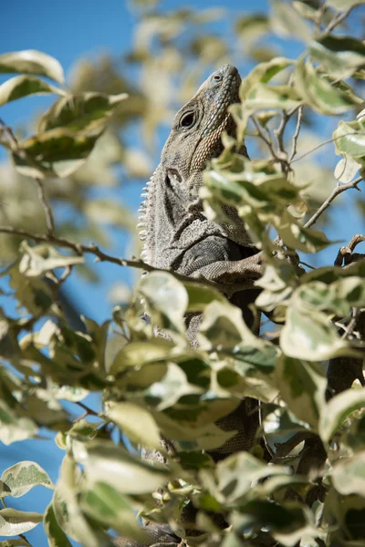 Iguana — Stock Photo, Image