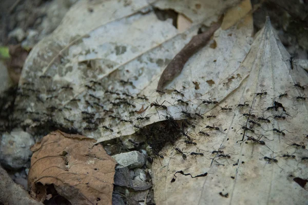 蚂蚁哥斯达黎加 图库照片