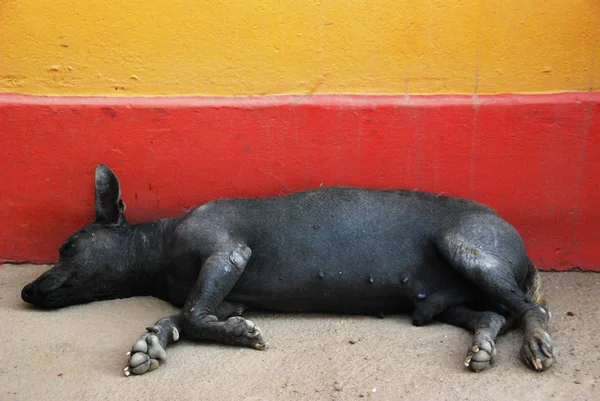 Peruanischer haarloser Hund — Stockfoto