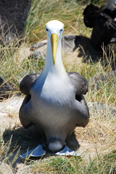 Zwaaide albatros — Stockfoto