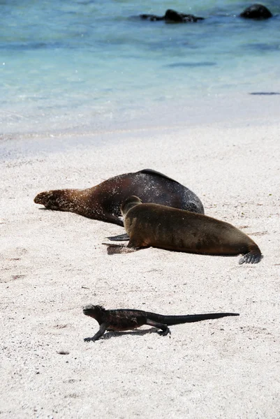Sea lions in the Galapagos — Stock Photo, Image