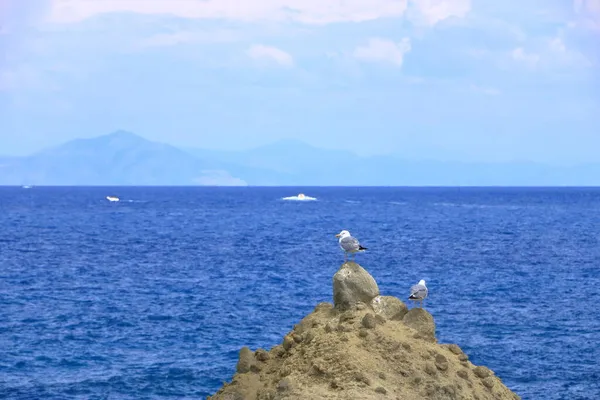 Möwenvogel Oder Seevögel Einem Meeresstrand — Stockfoto
