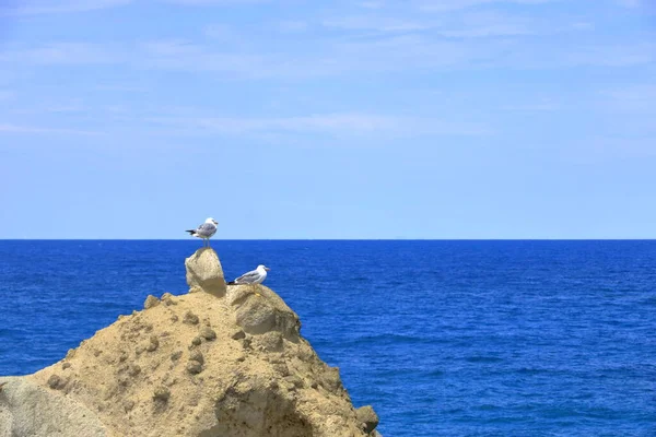 Pájaro Gaviota Ave Marina Pie Una Playa Mar — Foto de Stock