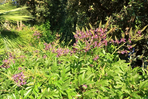 Botanisk Trädgård Mortella Ischia Forio Italien — Stockfoto