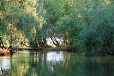 Romanya 'nın Tuna Deltasında ormanı olan bir nehir kanalı