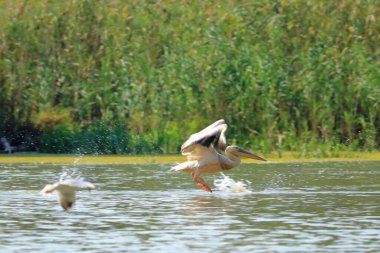 Romanya 'daki Tuna Deltası' nda bir grup pelikan