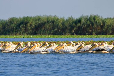 Romanya 'daki Tuna Deltası' nda bir grup pelikan