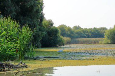 Romanya 'daki Tuna Deltası' nda balıkçıl balığı.