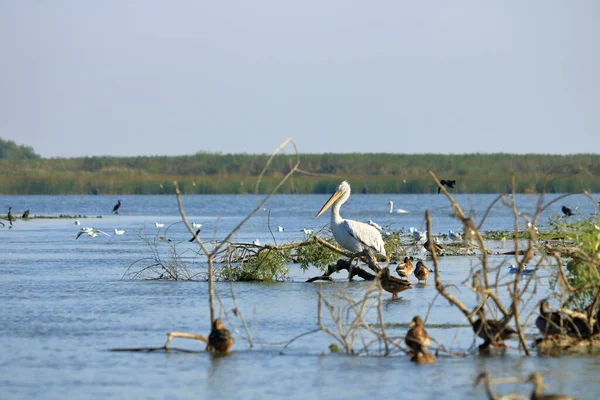 Eine Gruppe Pelikane Donaudelta Rumänien — Stockfoto