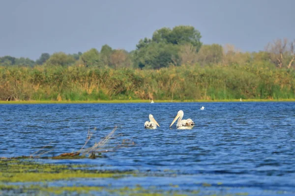 Group Pelicans Danube Delta Romania — 图库照片