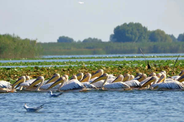 Group Pelicans Danube Delta Romania — Fotografia de Stock
