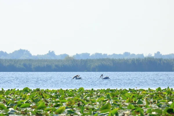 Group Pelicans Danube Delta Romania — Fotografia de Stock